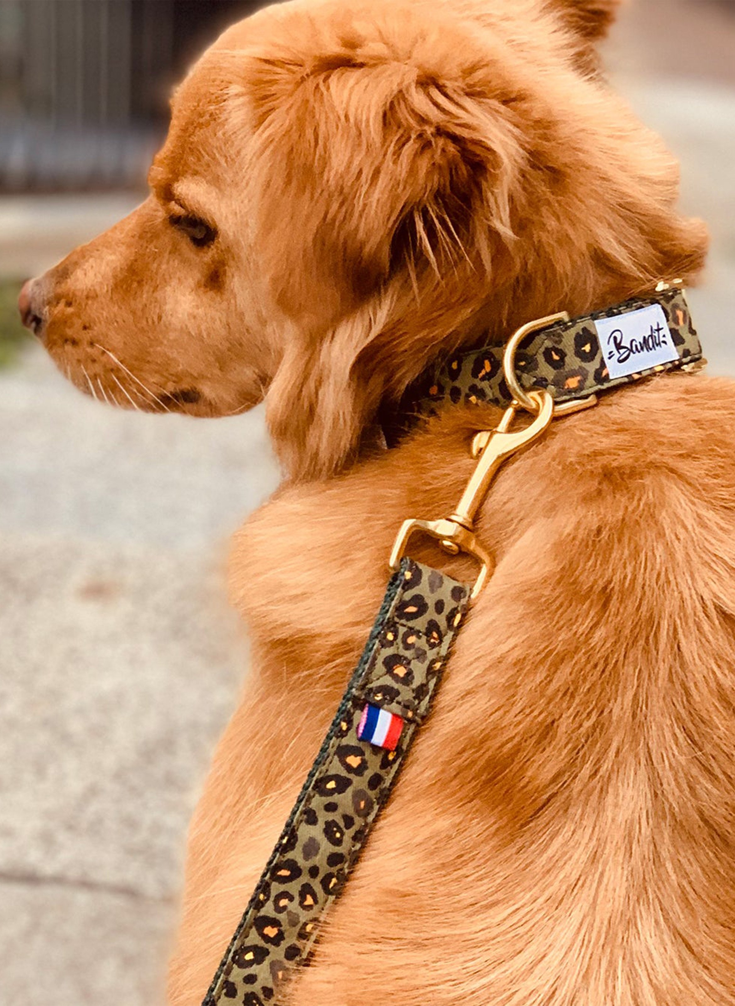 Correa Para Perro Con De Vert, Noir Bandit - Hogar | Place des Tendances