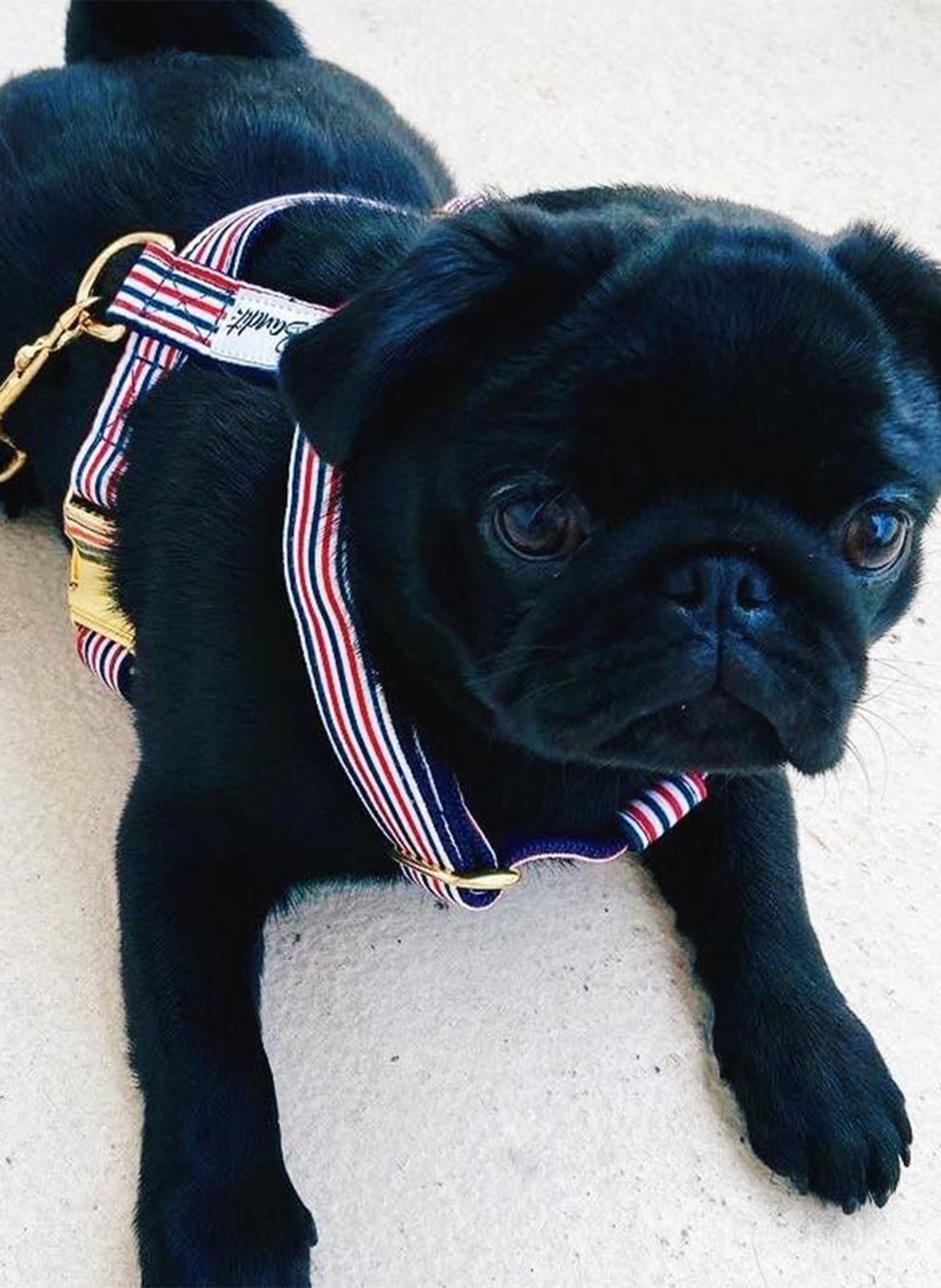 Laisse pour chien à rayures  Bleu