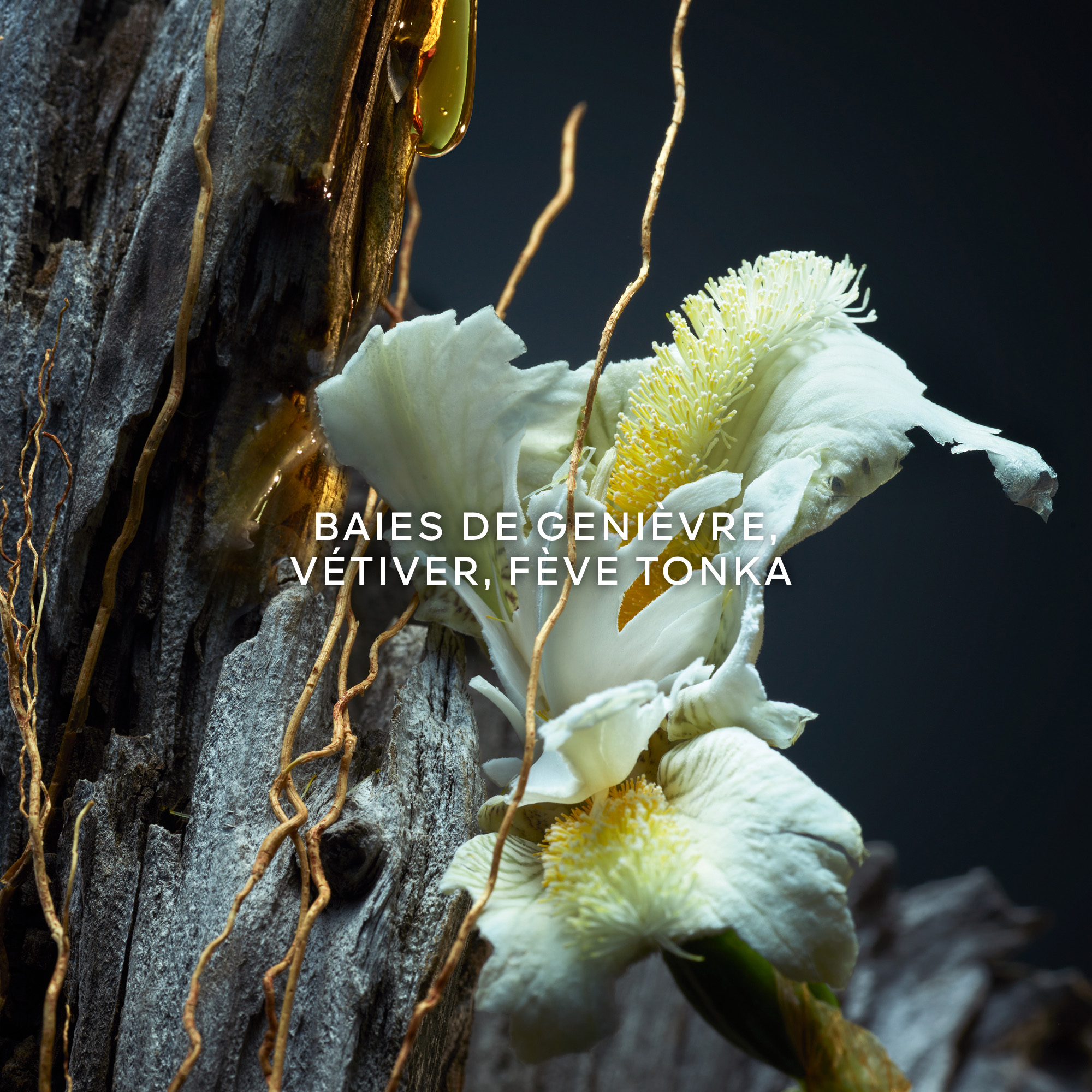 VETIVER - Eau de Parfum No color