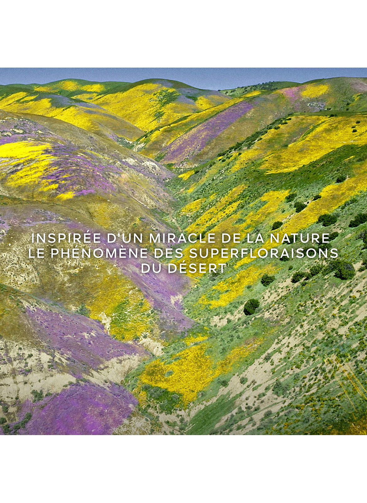 Aqua Allegoria Florabloom Eau de Toilette GUERLAIN No color