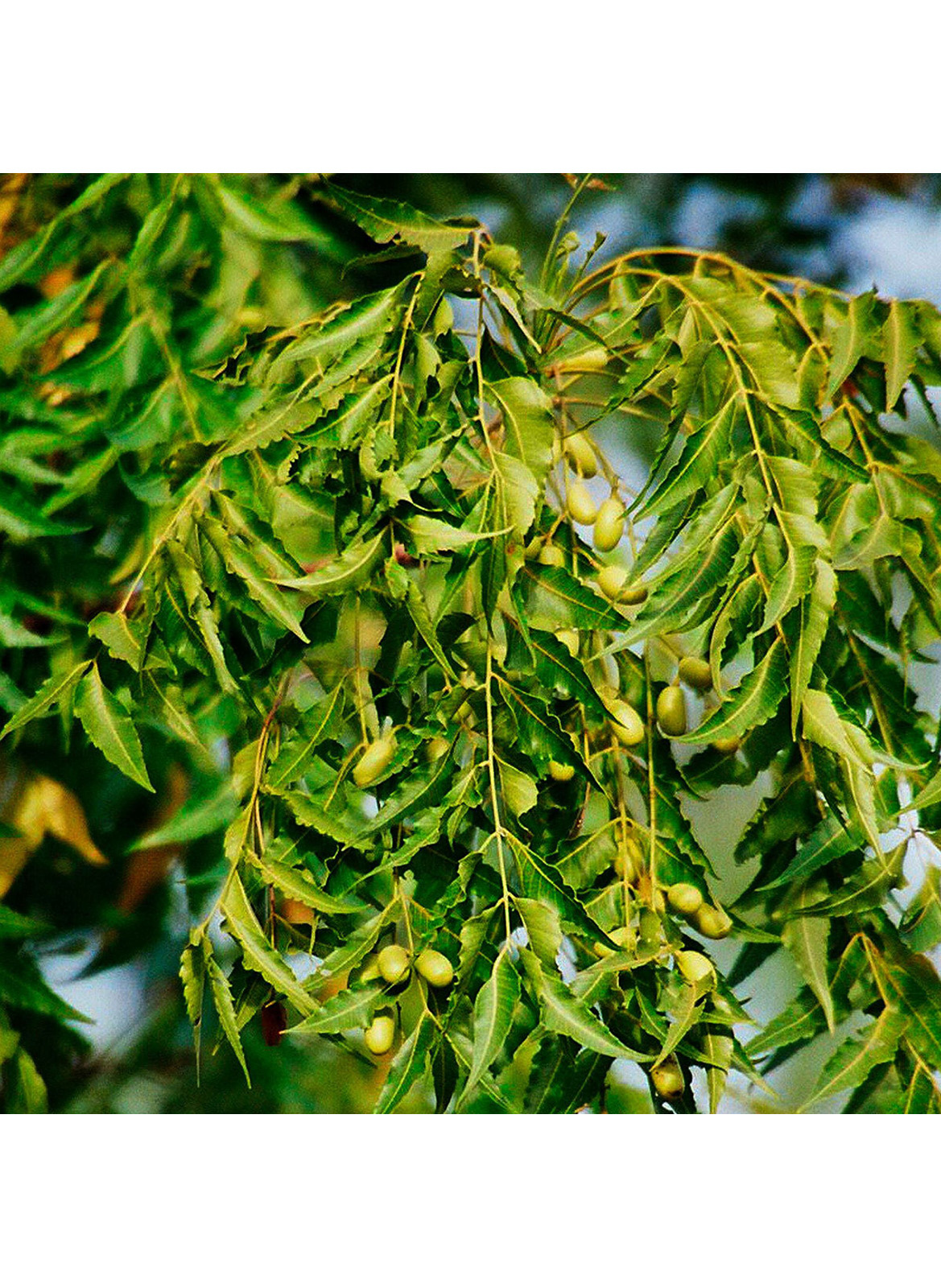 Applicateur Huile pour les Ongles au Neem DR. HAUSCHKA No color