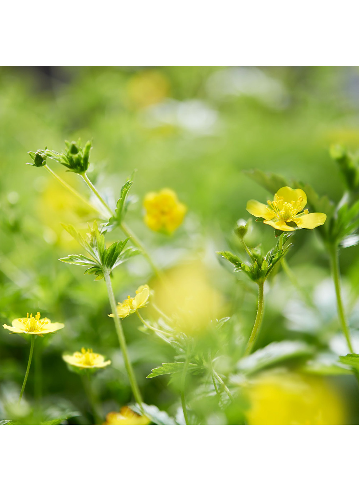 Akut-Creme Potentilla DR. HAUSCHKA No color