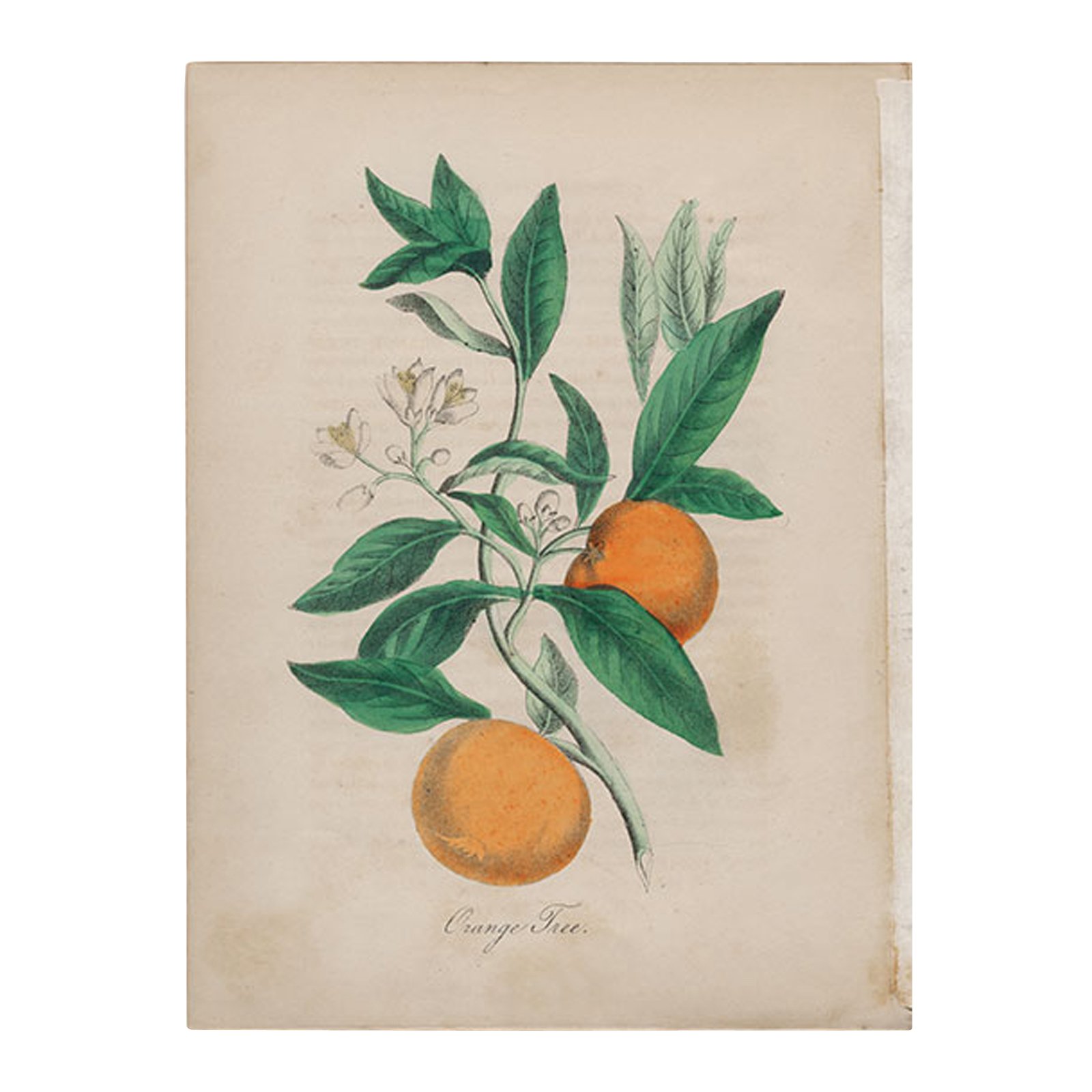 Eau de l'Atlas CINQ MONDES No color