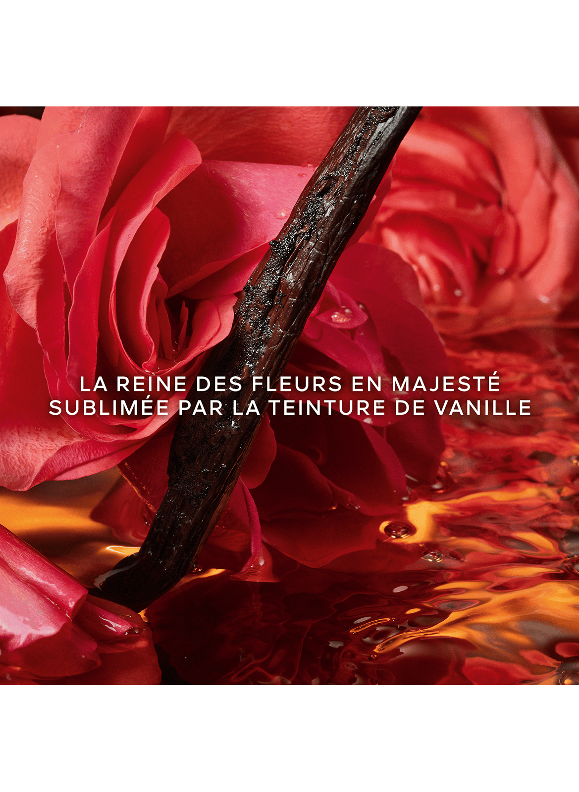 Shalimar Mille´sime Rosa GUERLAIN No color