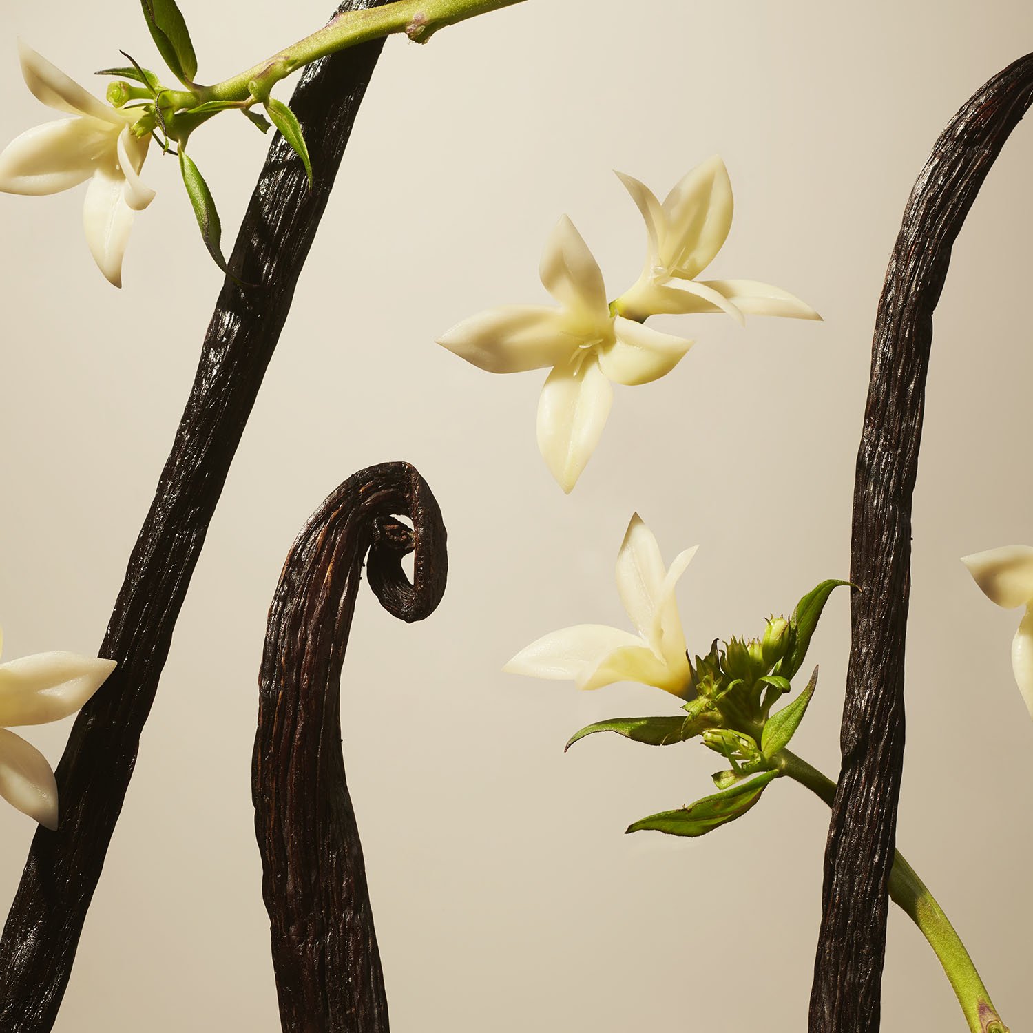 Suede Vanilla - Fragrance Sticks No color