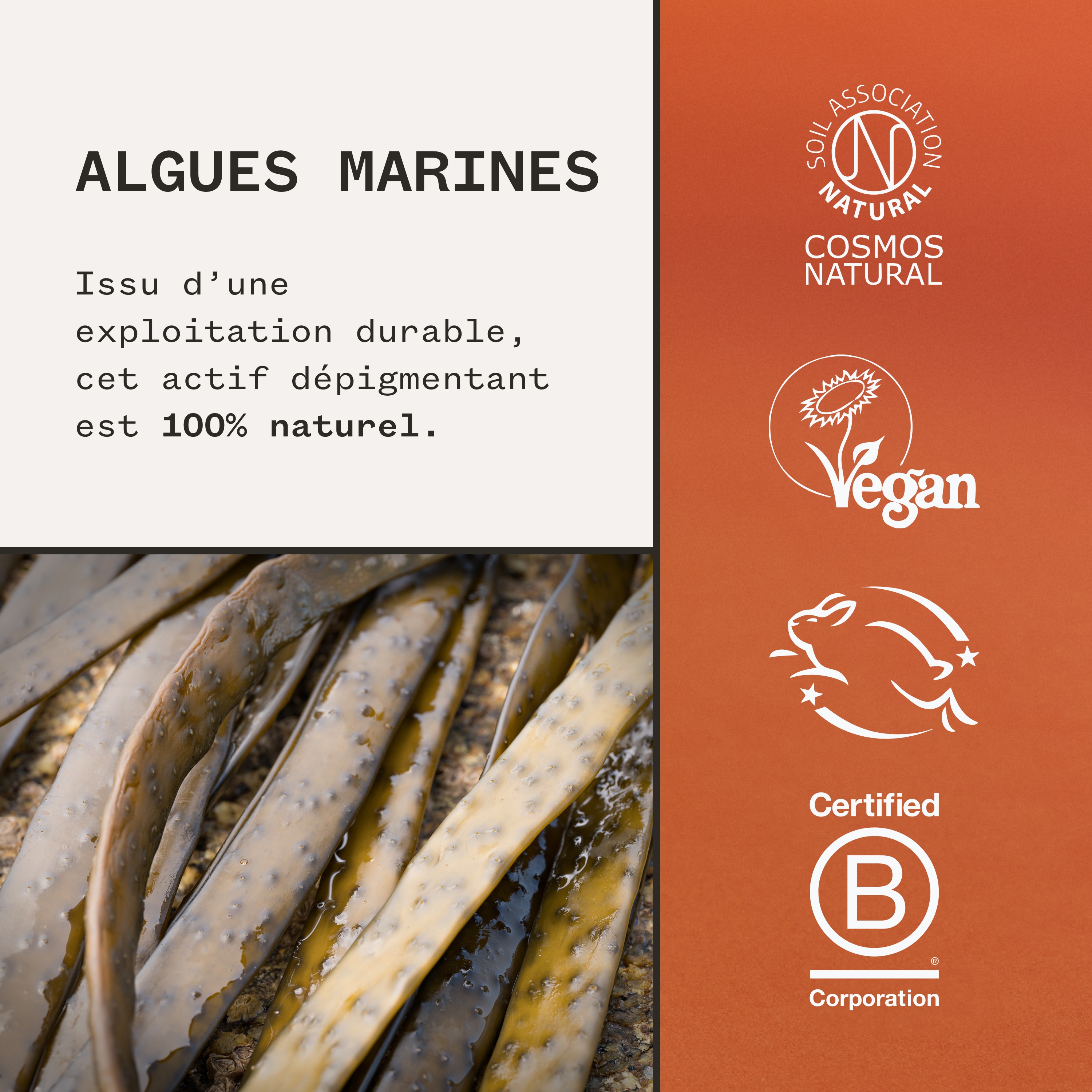 Fade Forward™ - Vlekjes reducerend serum met zeealgen PAI SKINCARE No color