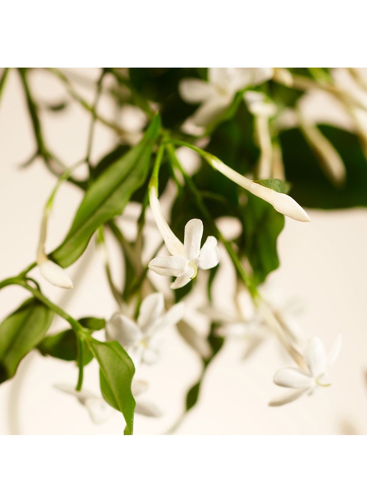 Sweet Jasmine - Fragrance Diffuser RITUALS No color