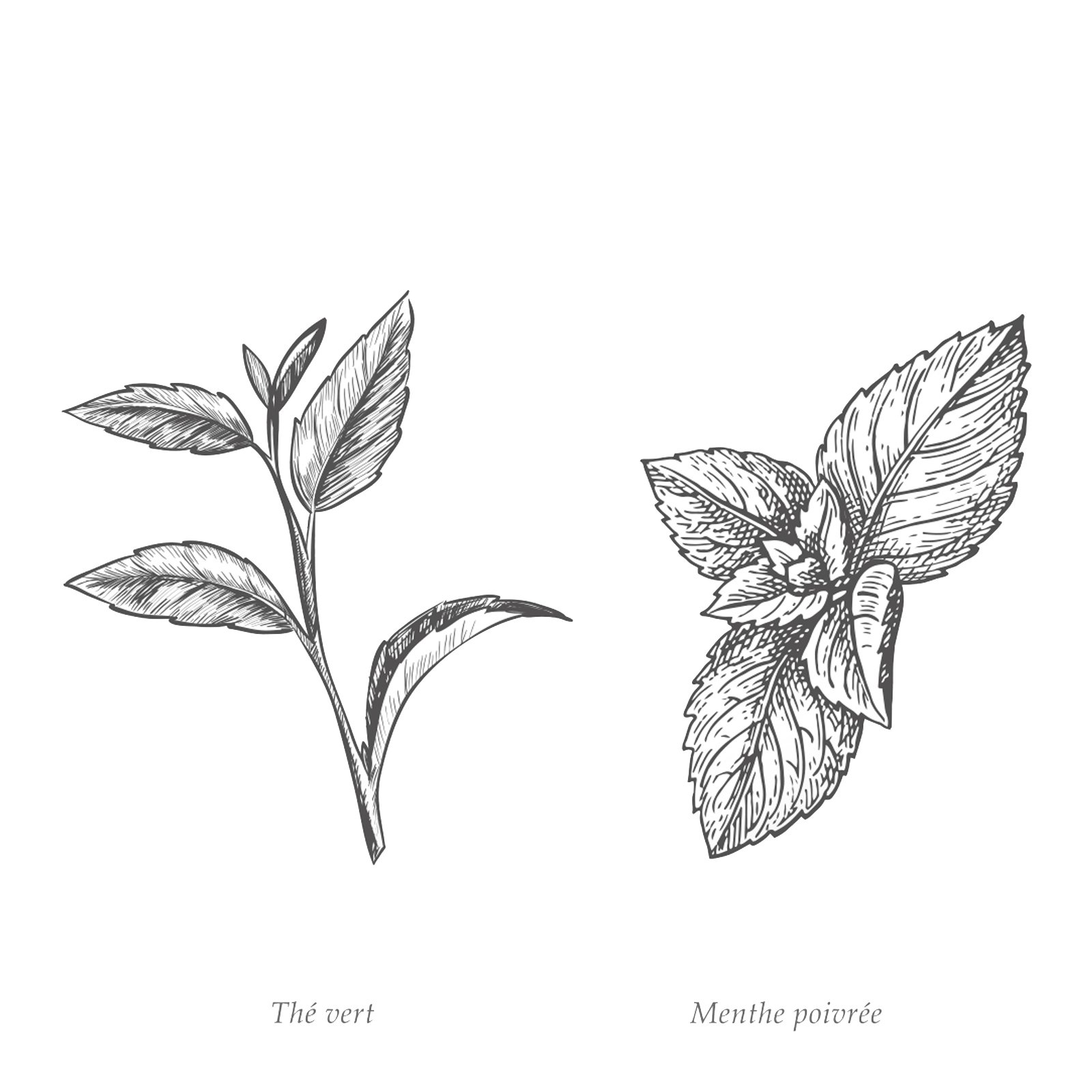 Masque visage détox JOLIDERM No color