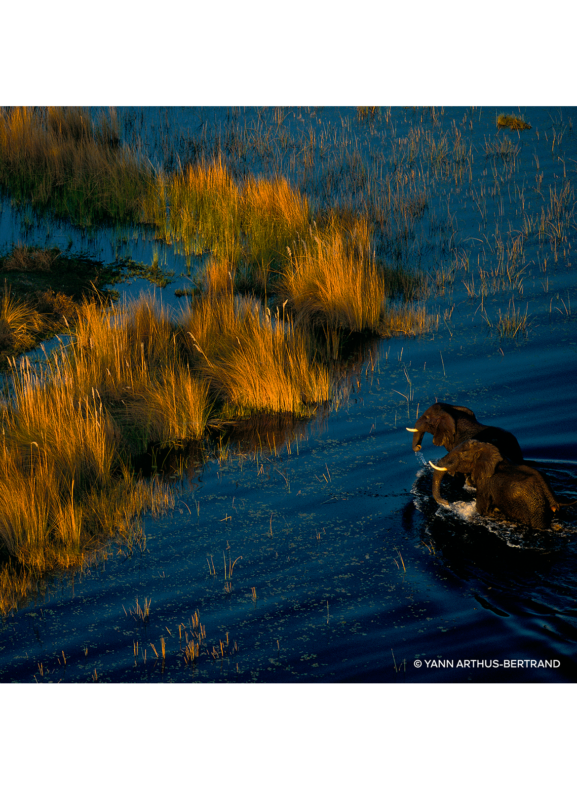 AQUA ALLEGORIA FORTE Rosa Palissandro - Eau de Parfum GUERLAIN No color