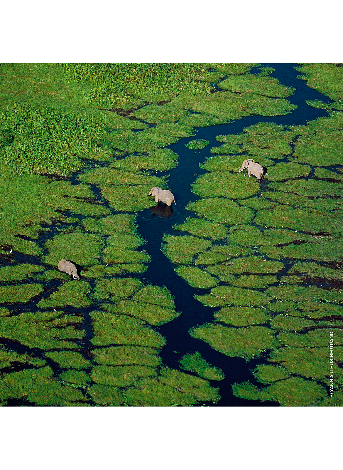 AQUA ALLEGORIA Eau de Toilette GUERLAIN No color