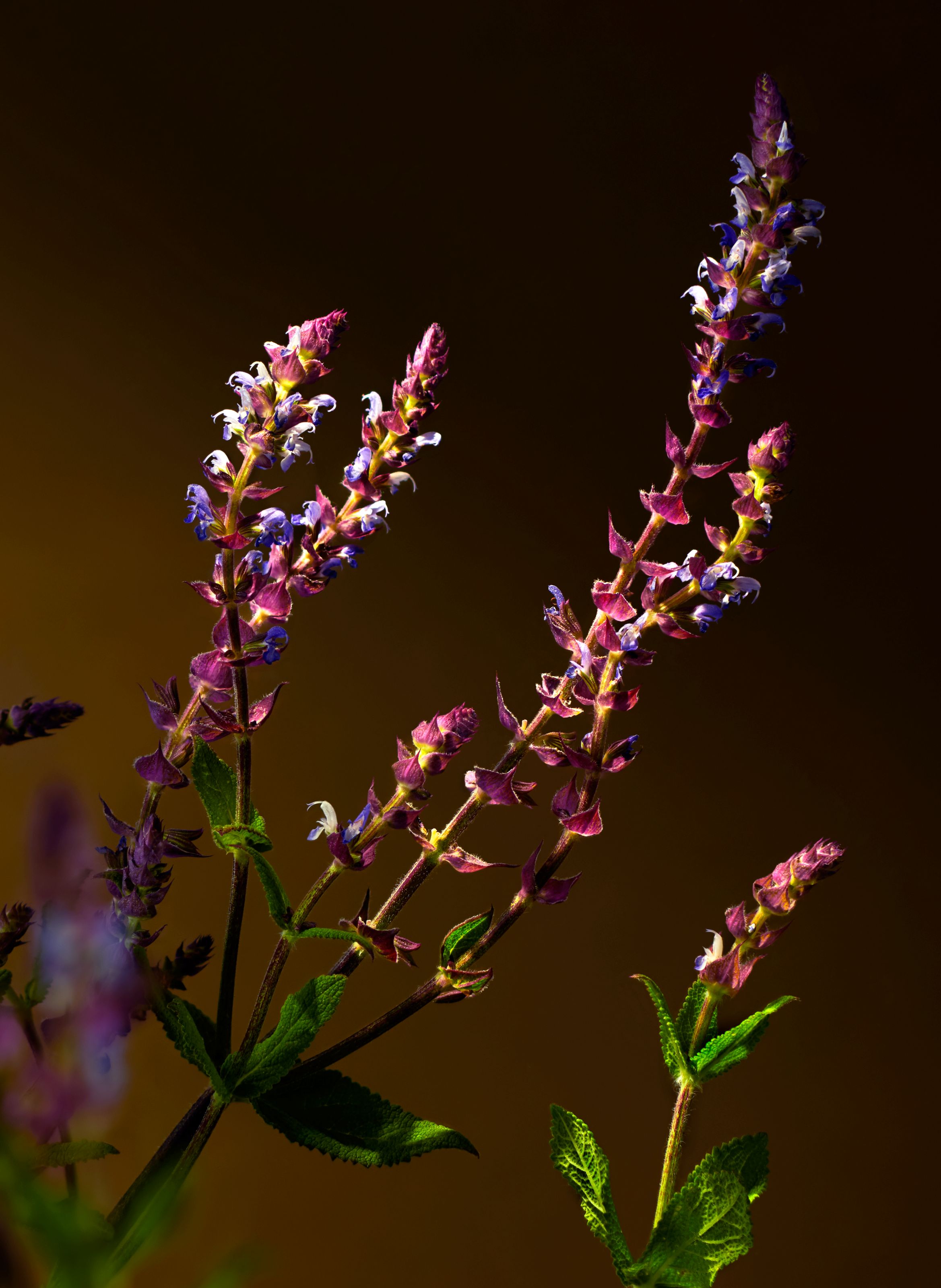 Savage Garden - Geurkaars No color