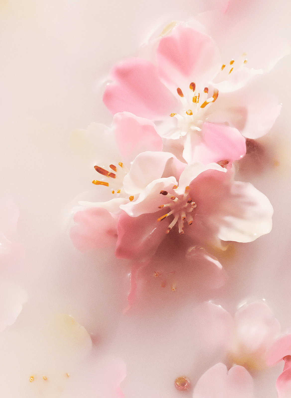 The Ritual of Sakura - Estuche revitalizante M RITUALS No color