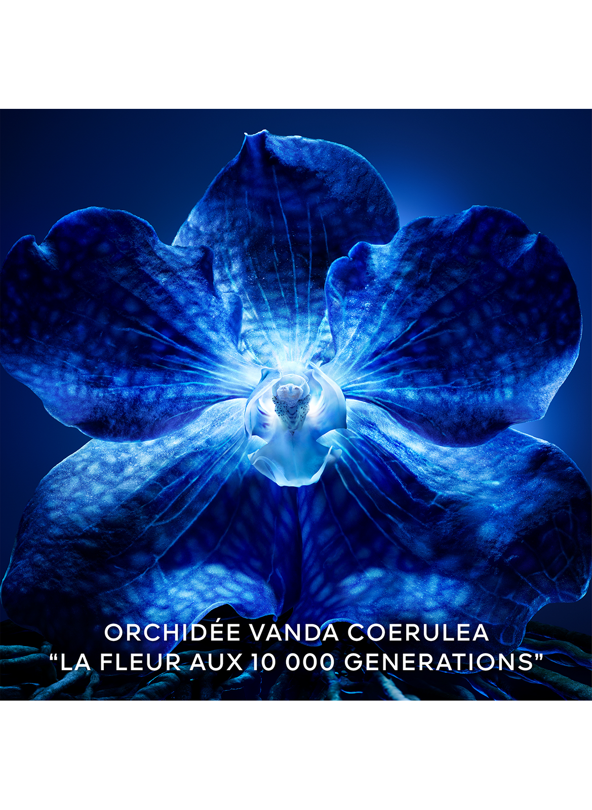 Orchidée Impériale - La Crème de Longévité – La RechargeLa Crème De Longévité - La Recharge GUERLAIN No color