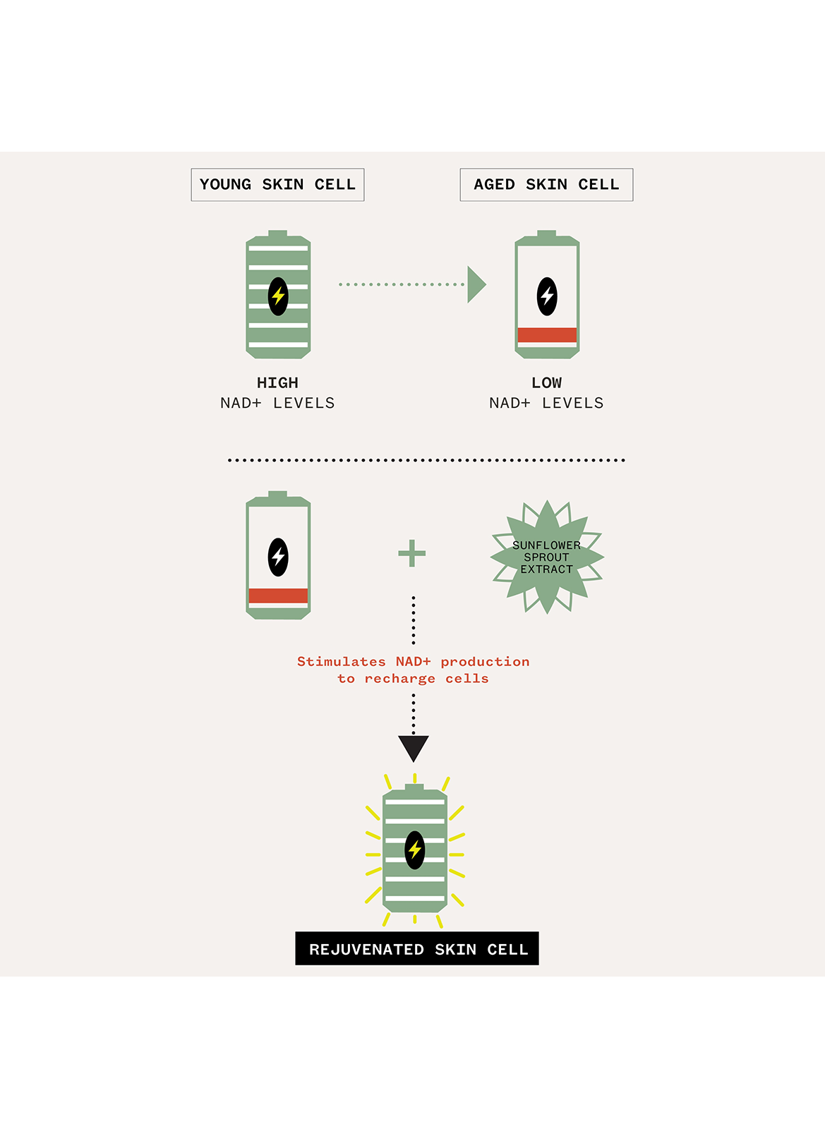 Age Confidence - Sérum Régénérant PAI SKINCARE No color