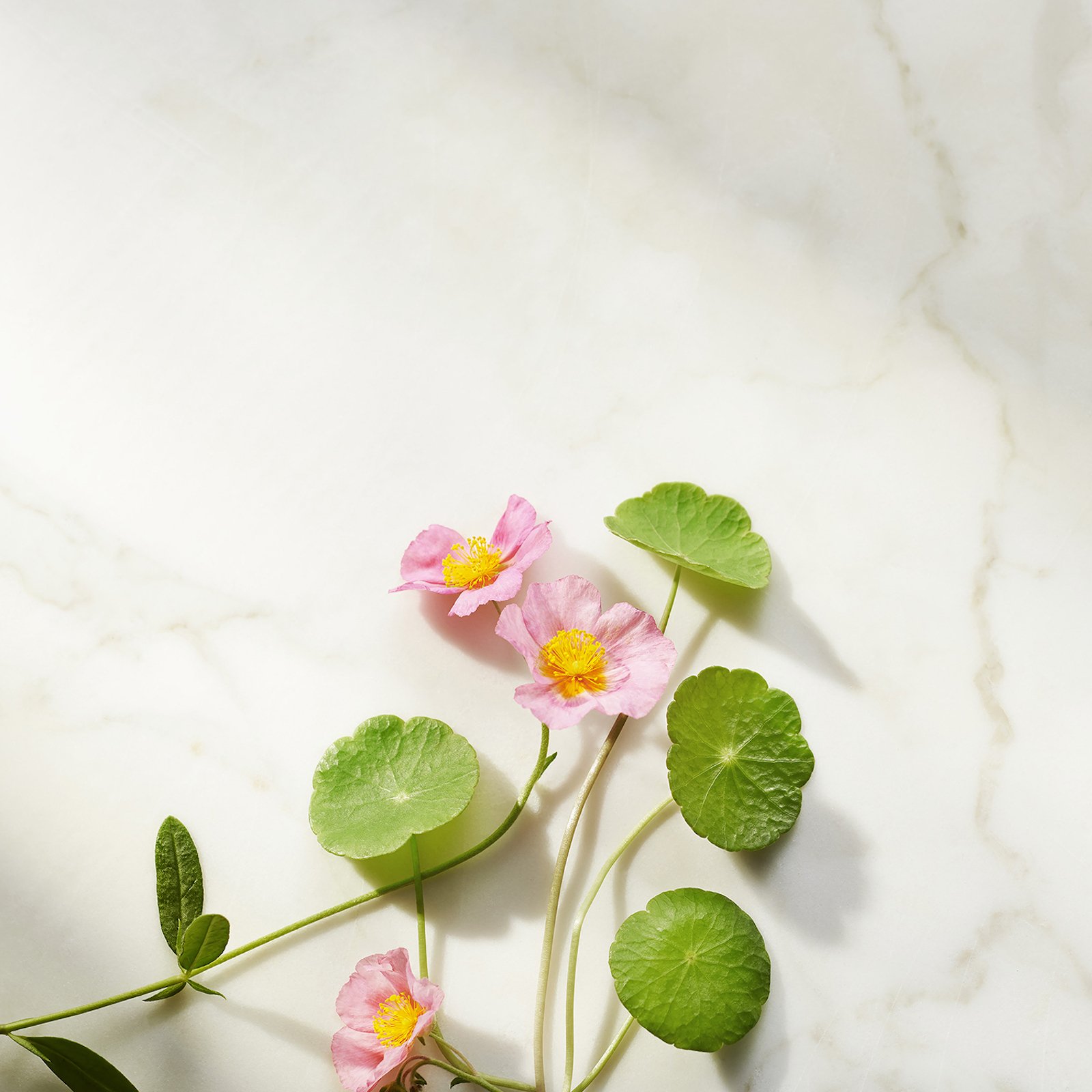 The Ritual of Namaste - Firming serum No color