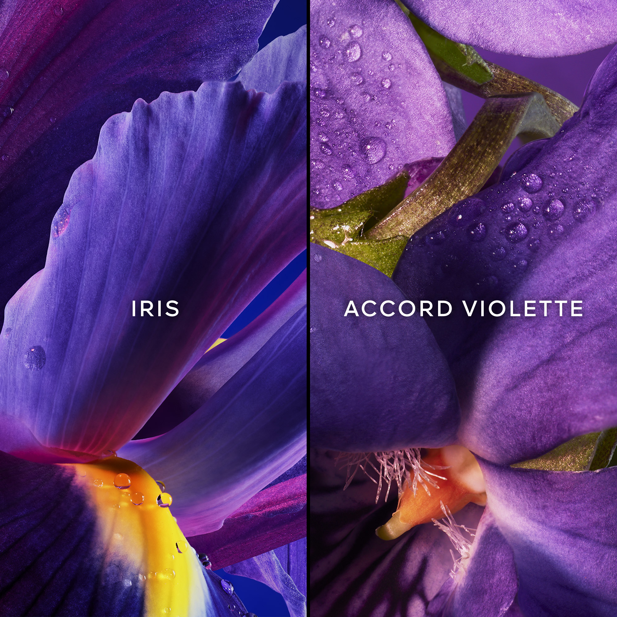 L'Heure Bleue - Eau de Toilette GUERLAIN No color