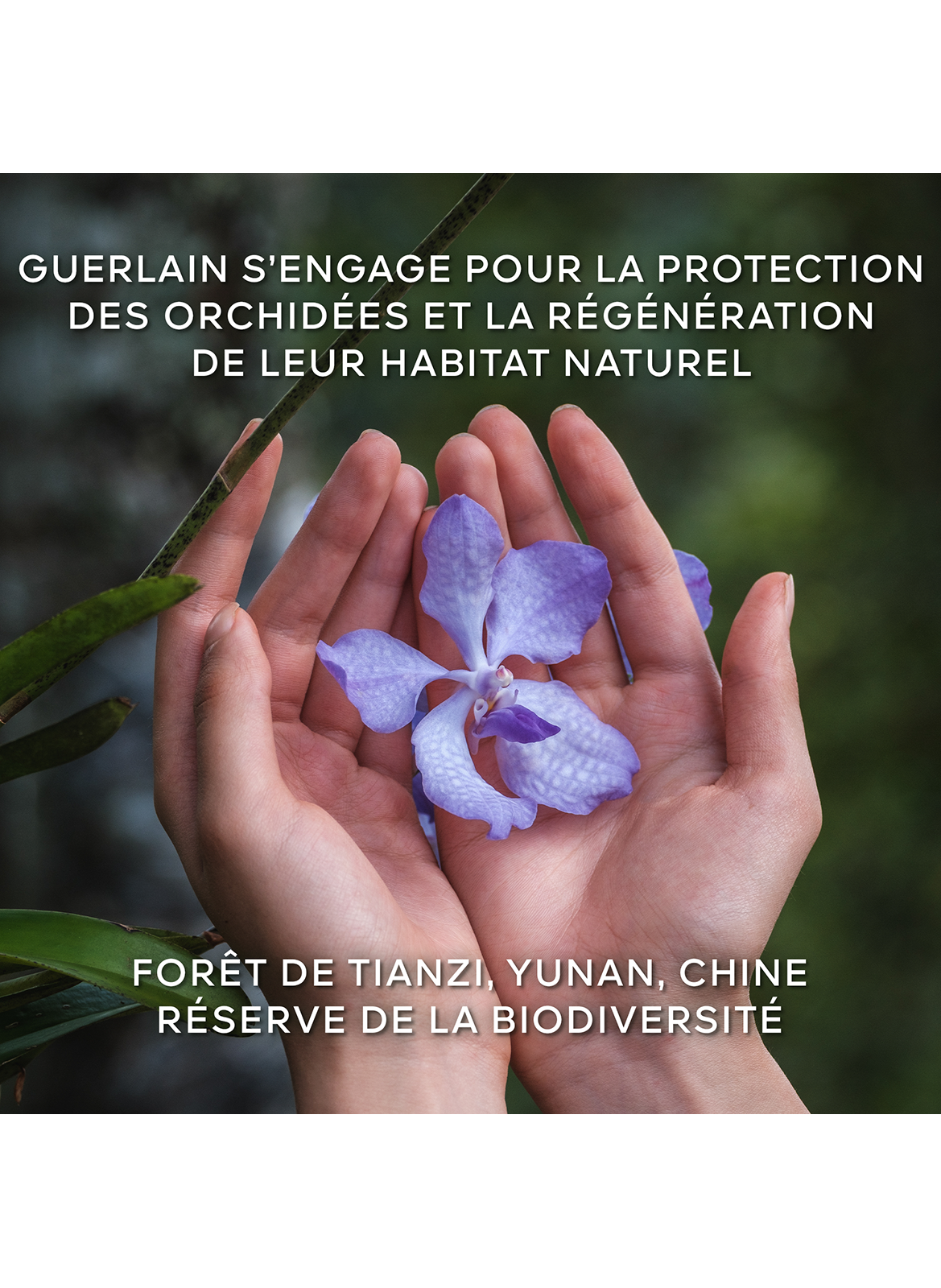 Orchidée Impériale - La Crème Riche – La RechargeLa Crème Riche - La Recharge GUERLAIN No color