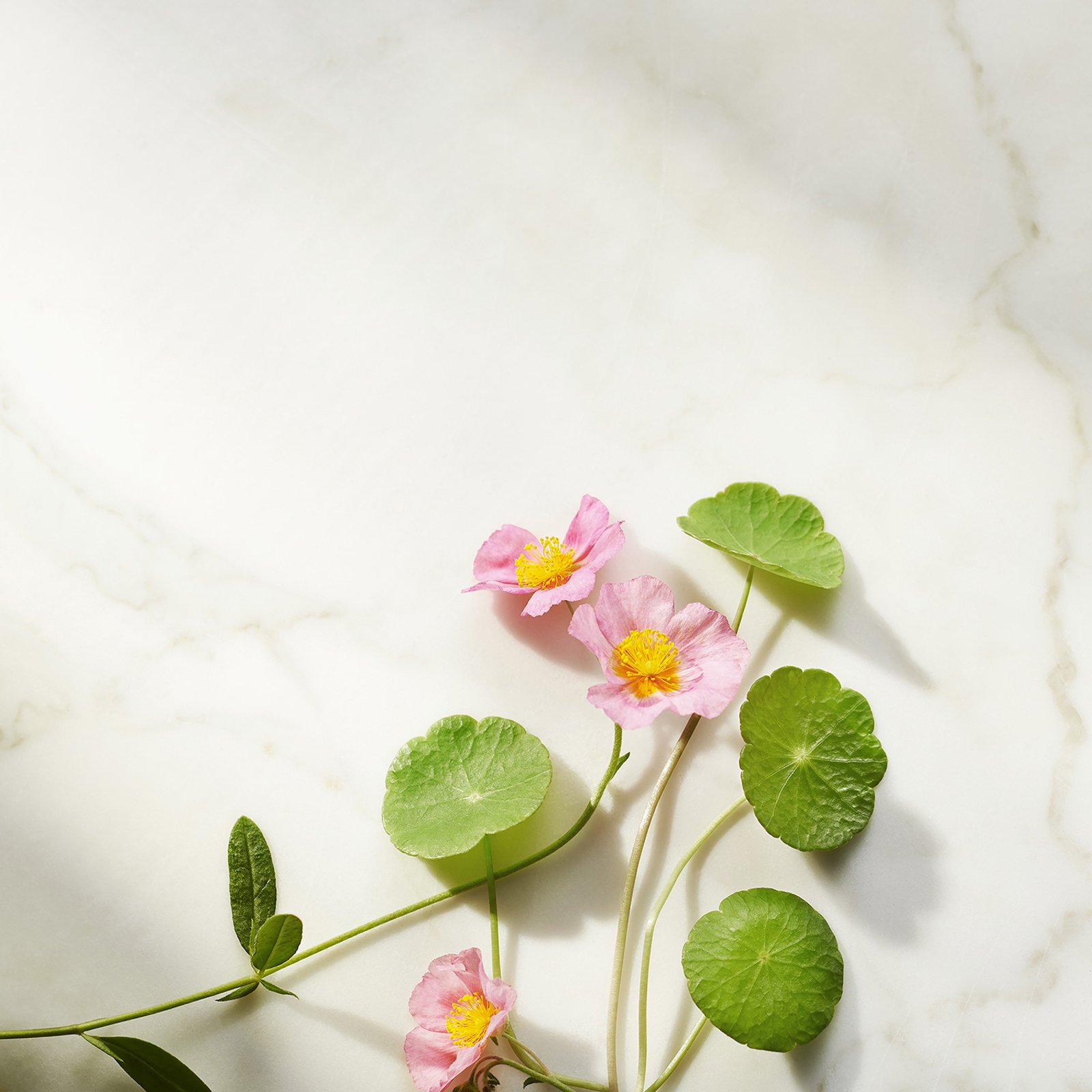 The Ritual of Namasté Firming Overnight Cream refill RITUALS No color