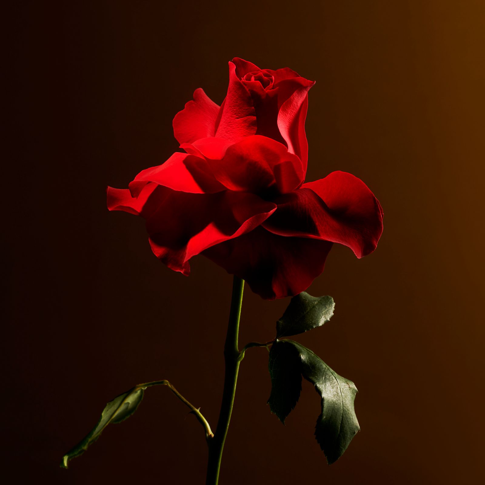 Imperial Rose - Scented Candle No color