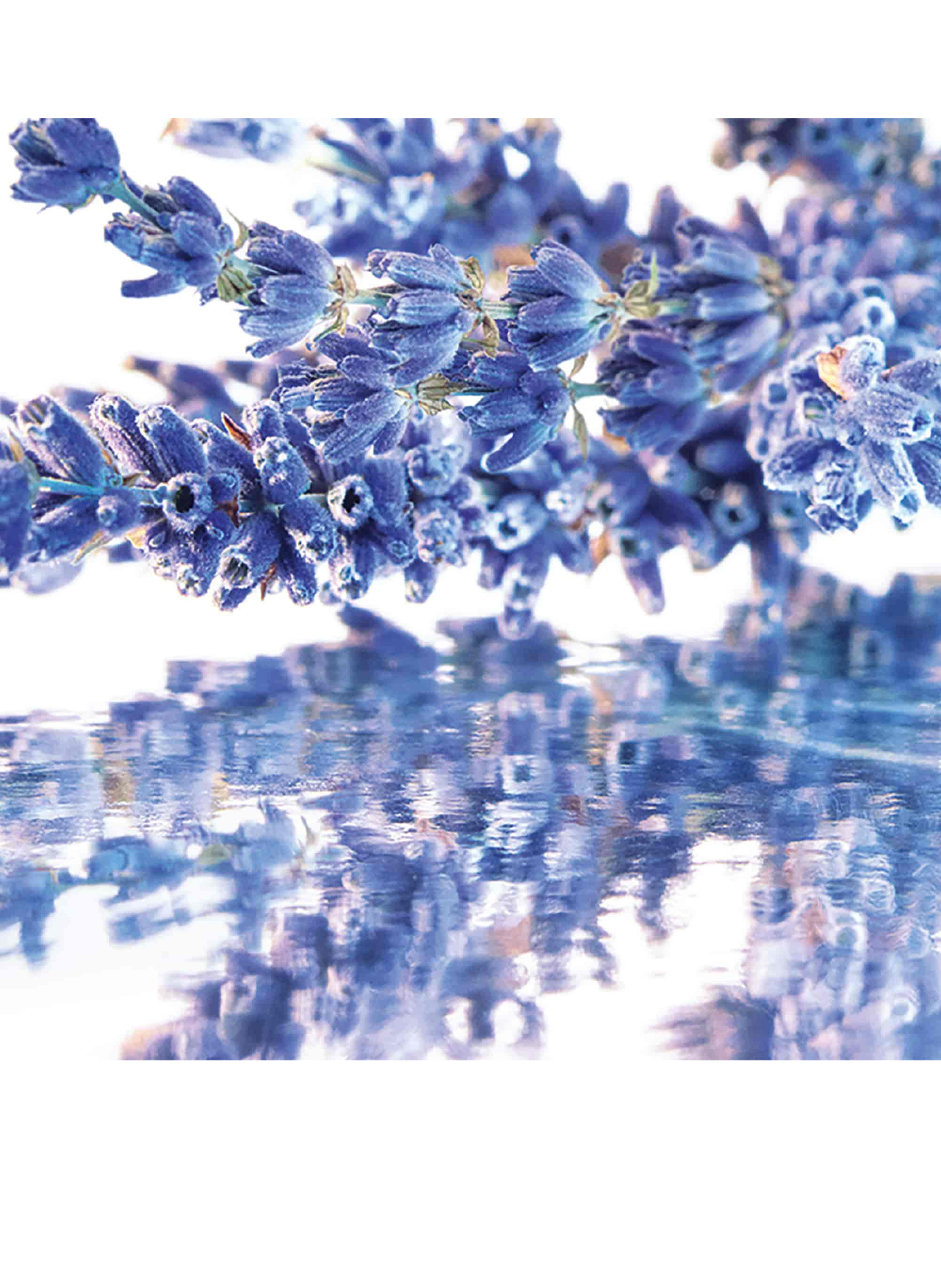 MON GUERLAIN - Eau de Parfum, Weihnachtsset 2022 GUERLAIN No color