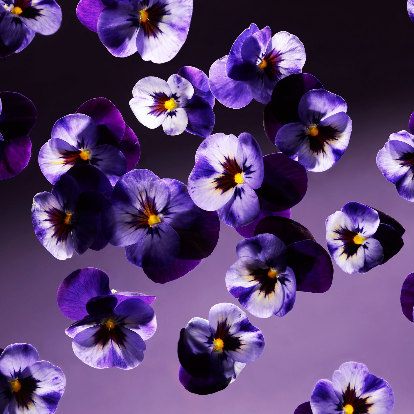 Smooth Violet - Handbalsam RITUALS No color