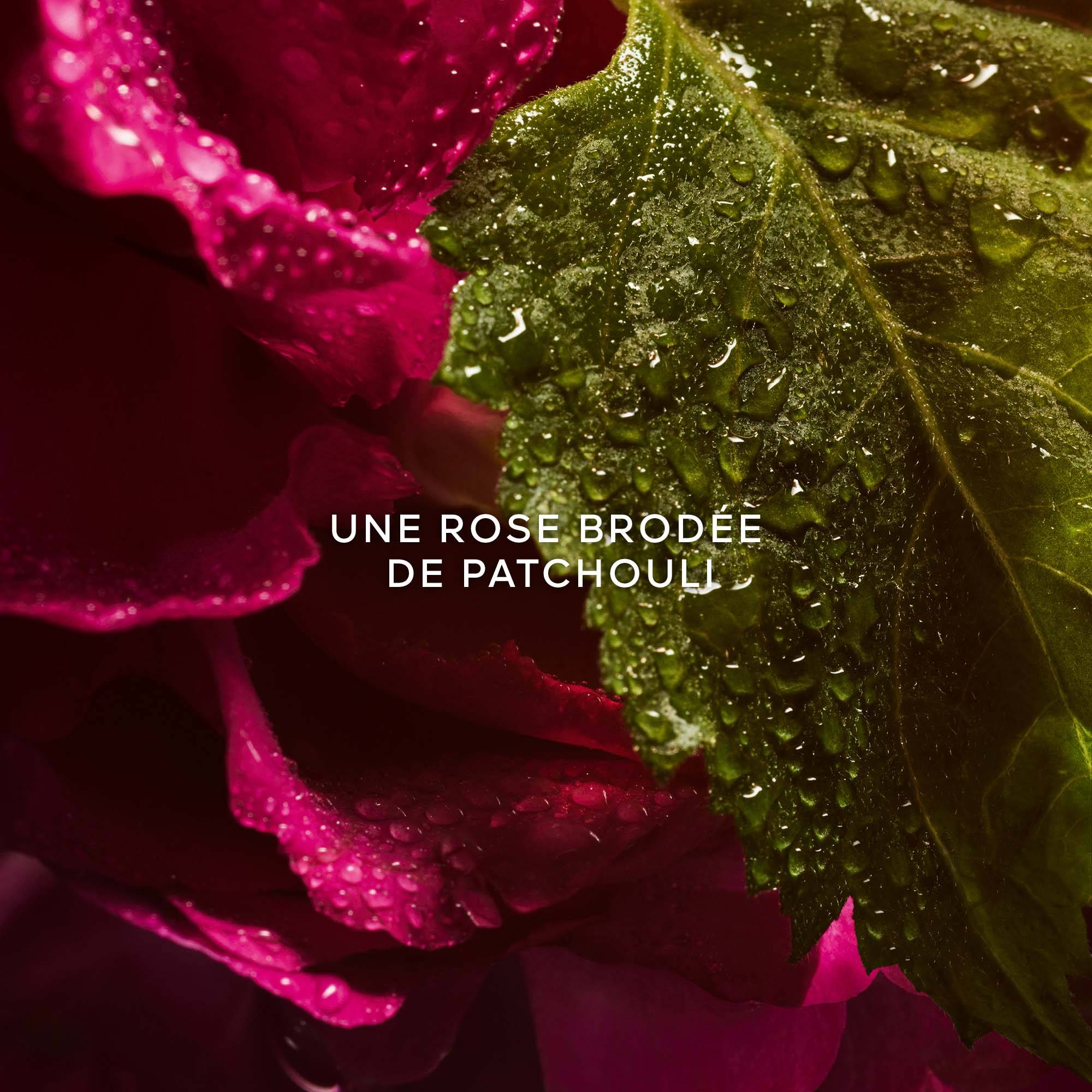 LA PETITE ROBE NOIRE Eau de Parfum Absolue No color