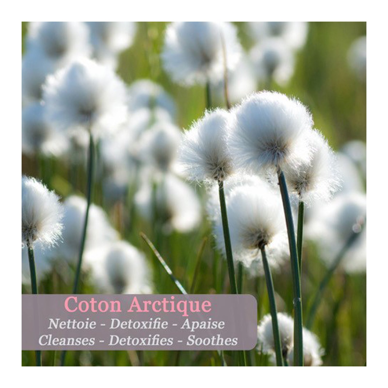 Ice Pure Arctic Cotton Mineral Deodrant POLAAR No color