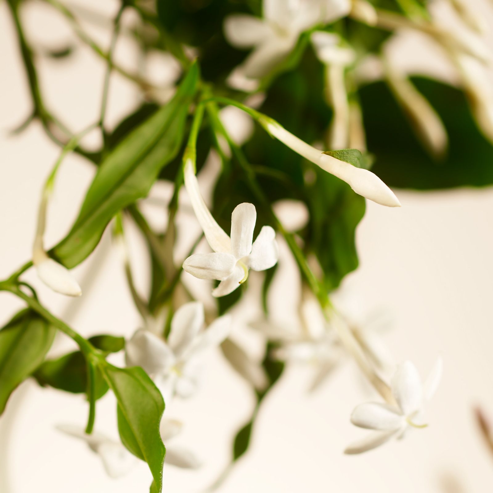 Sweet Jasmine - Handbalsem RITUALS No color