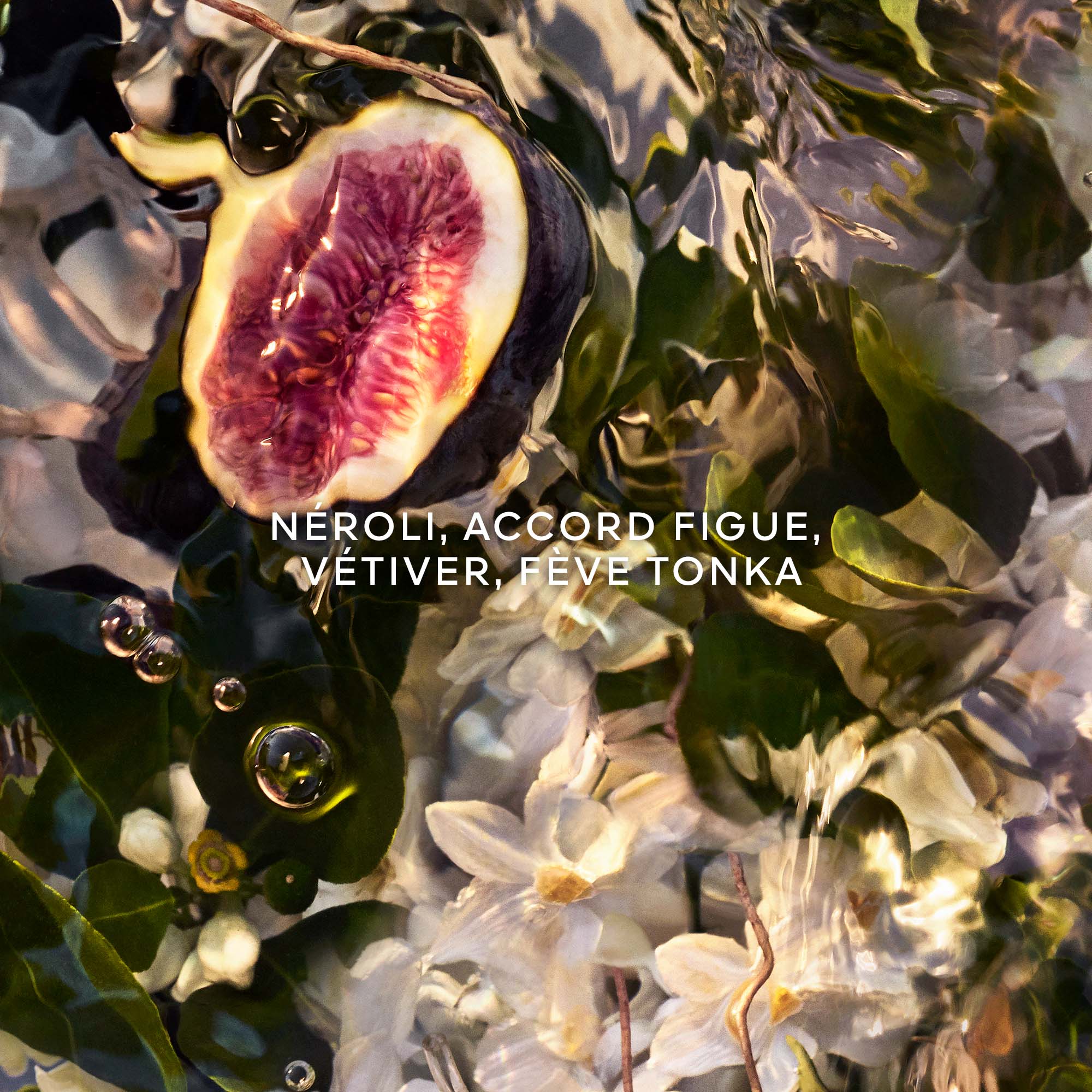 AQUA ALLEGORIA FORTE 
Nerolia Vetiver - Eau de Toilette No color