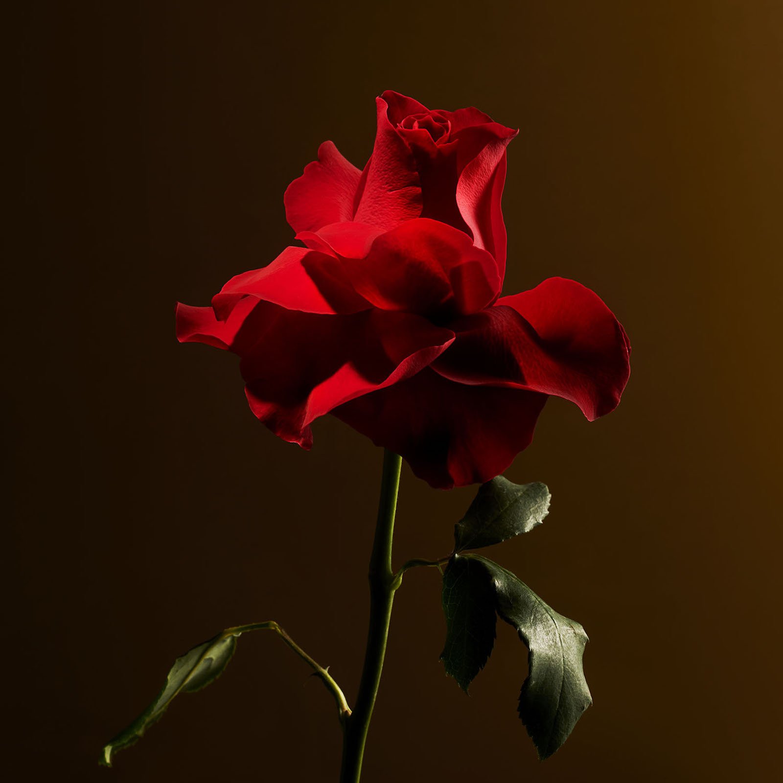 Imperial Rose - Bâtonnets parfumés RITUALS No color