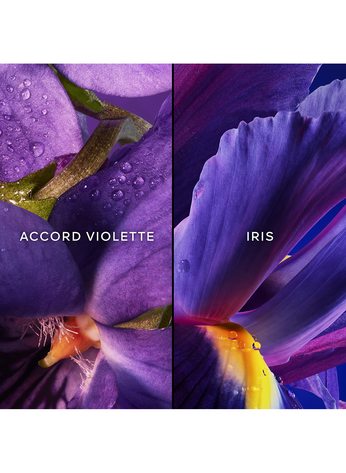 INSOLENCE - Eau de Parfum Gift Set GUERLAIN No color