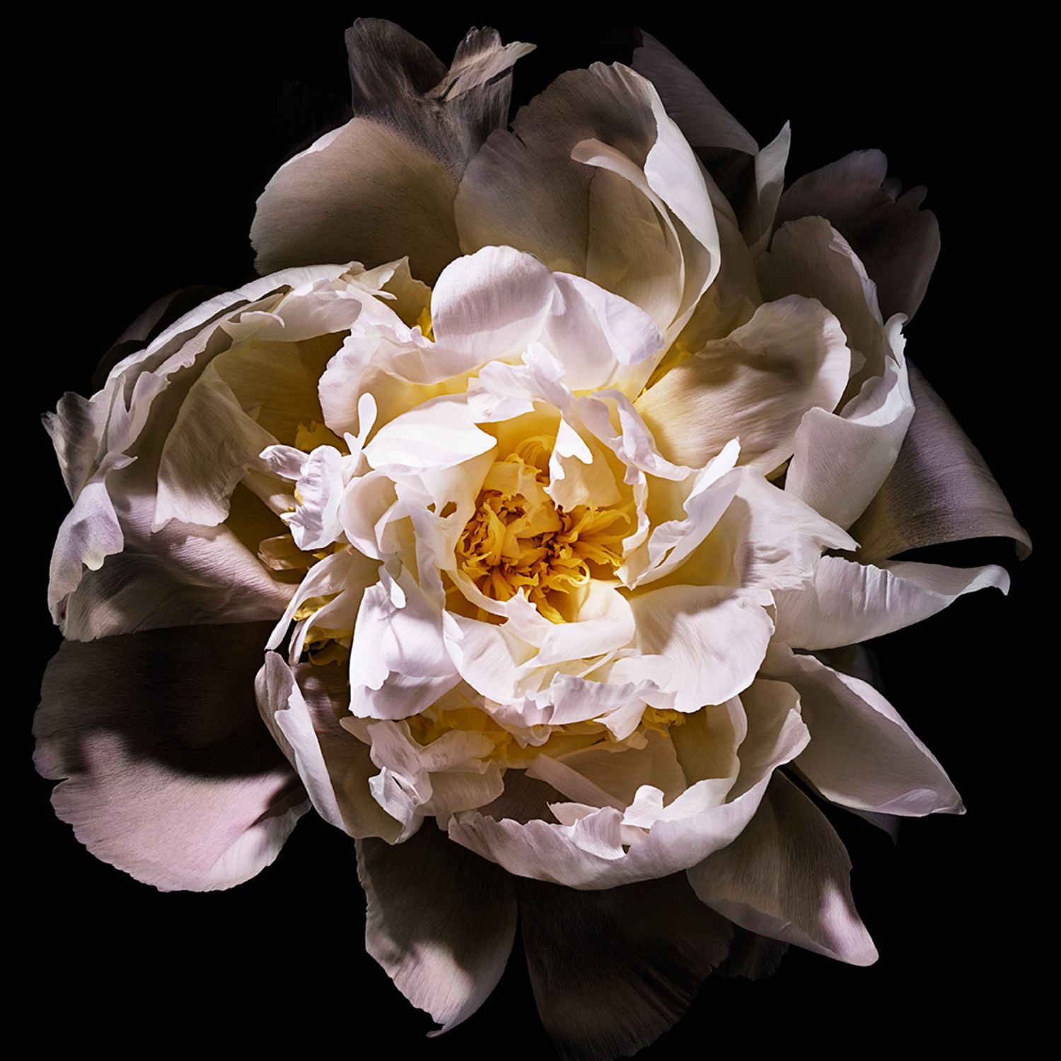 Mon Paris Lumière Eau de Toilette YVES SAINT LAURENT No color