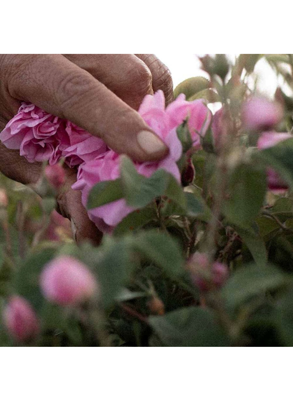 Rose Nurturing Body Cream DR. HAUSCHKA No color