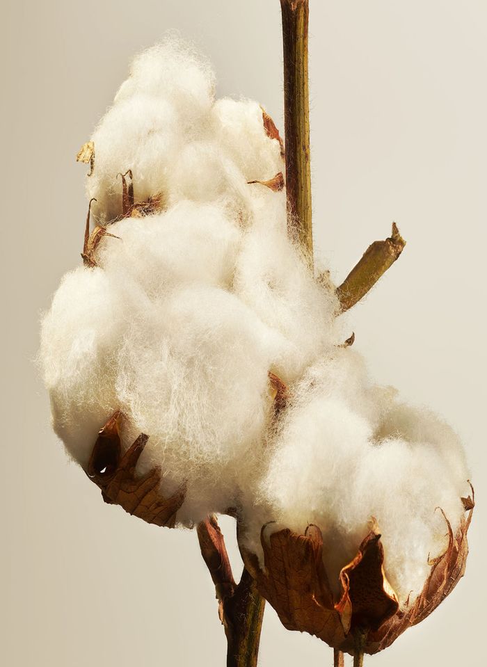  Cotton Swabs - 50% To 90% Off / Cotton Swabs / Cotton