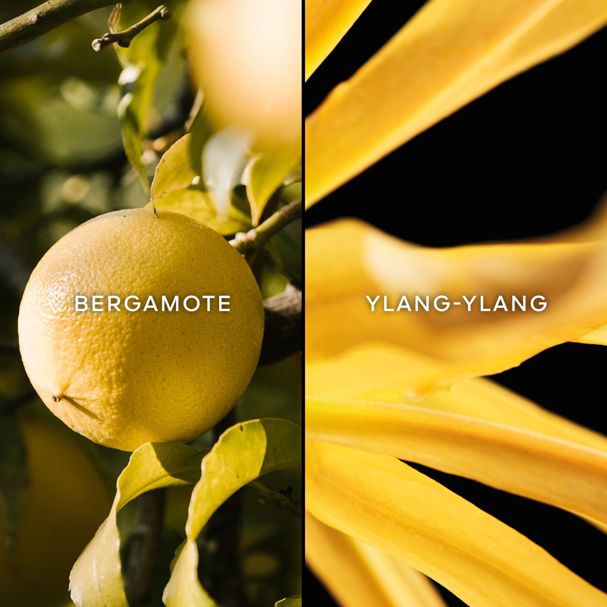 De Legendarische Terracotta - Eau de Toilette GUERLAIN No color