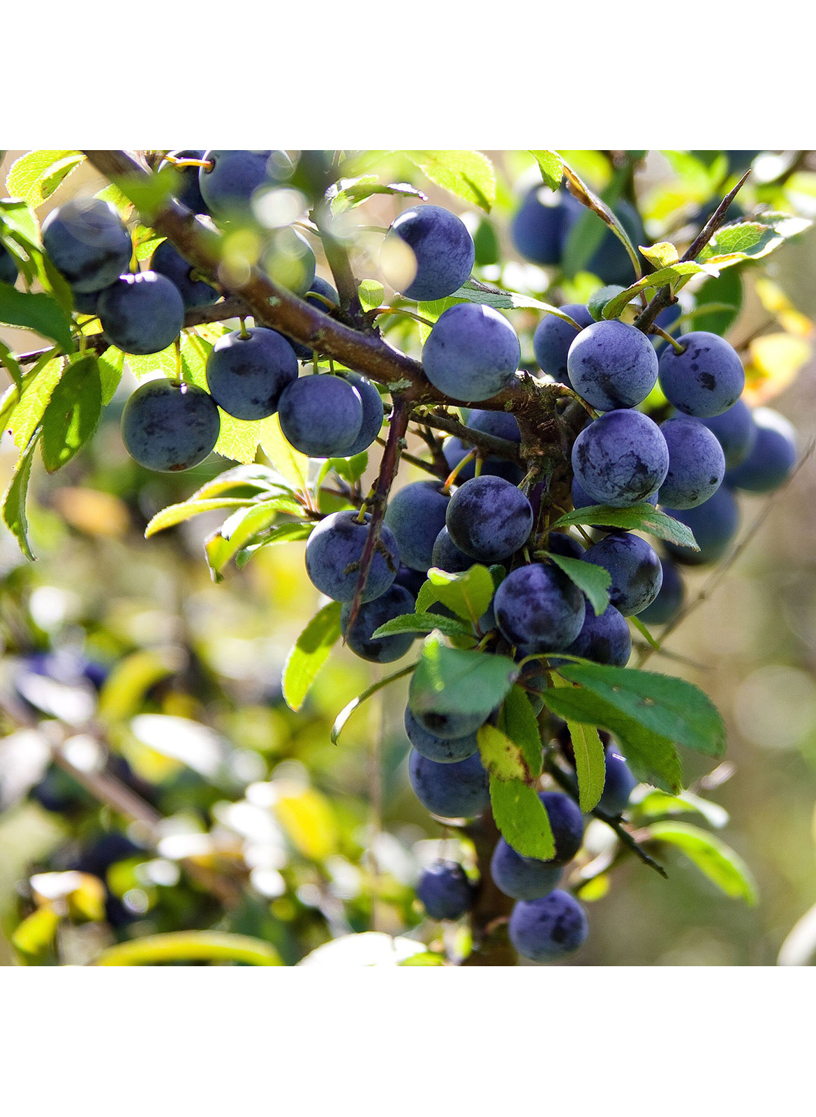 Schlehenblüten Pflegeöl DR. HAUSCHKA No color