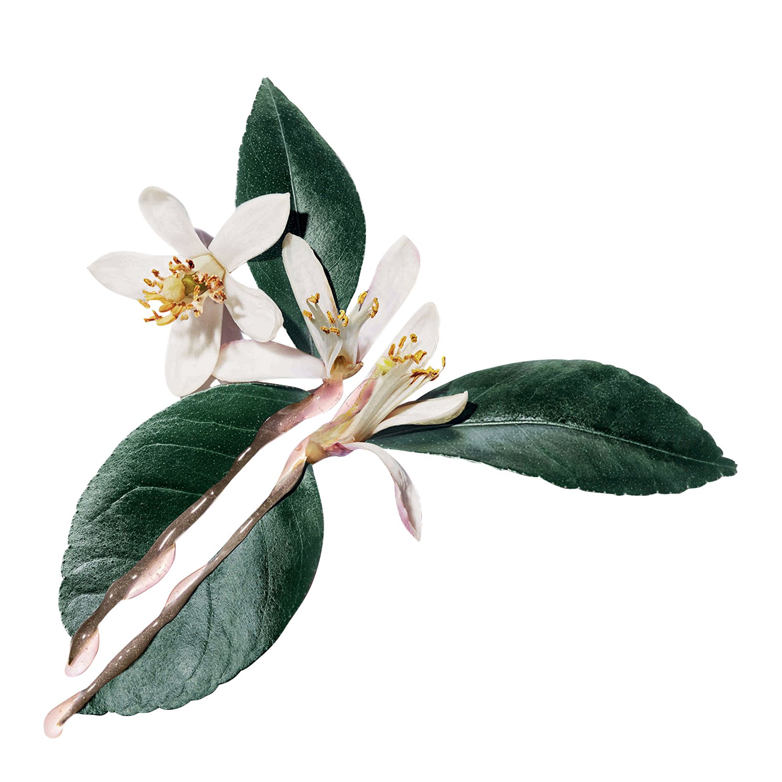 Pure Shots Crème Perfect Plumper Recharge YVES SAINT LAURENT No color