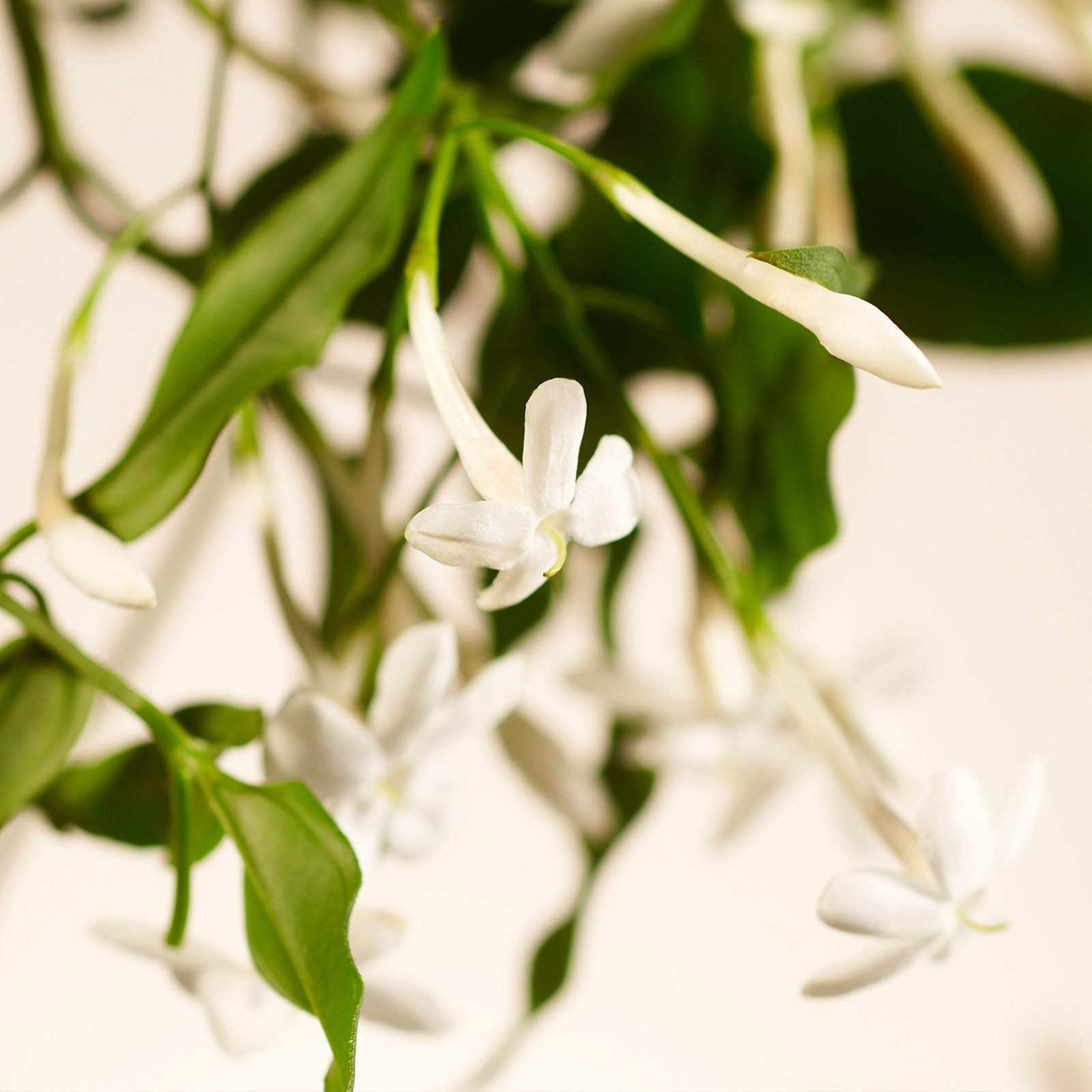 Sweet Jasmine - Handwaschgel RITUALS No color