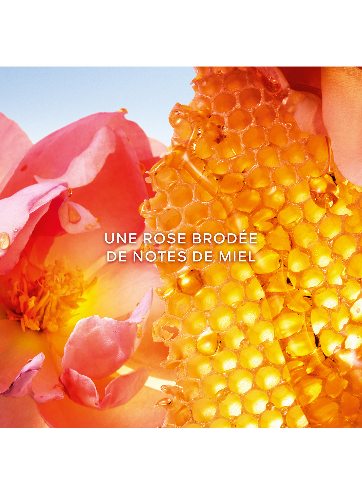 Die kleine Schwarze
Honey Rose - Eau de Parfum
Limitierte Edition GUERLAIN No color