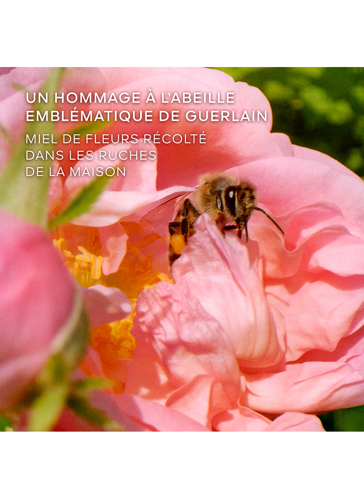 Die kleine Schwarze
Honey Rose - Eau de Parfum
Limitierte Edition GUERLAIN No color