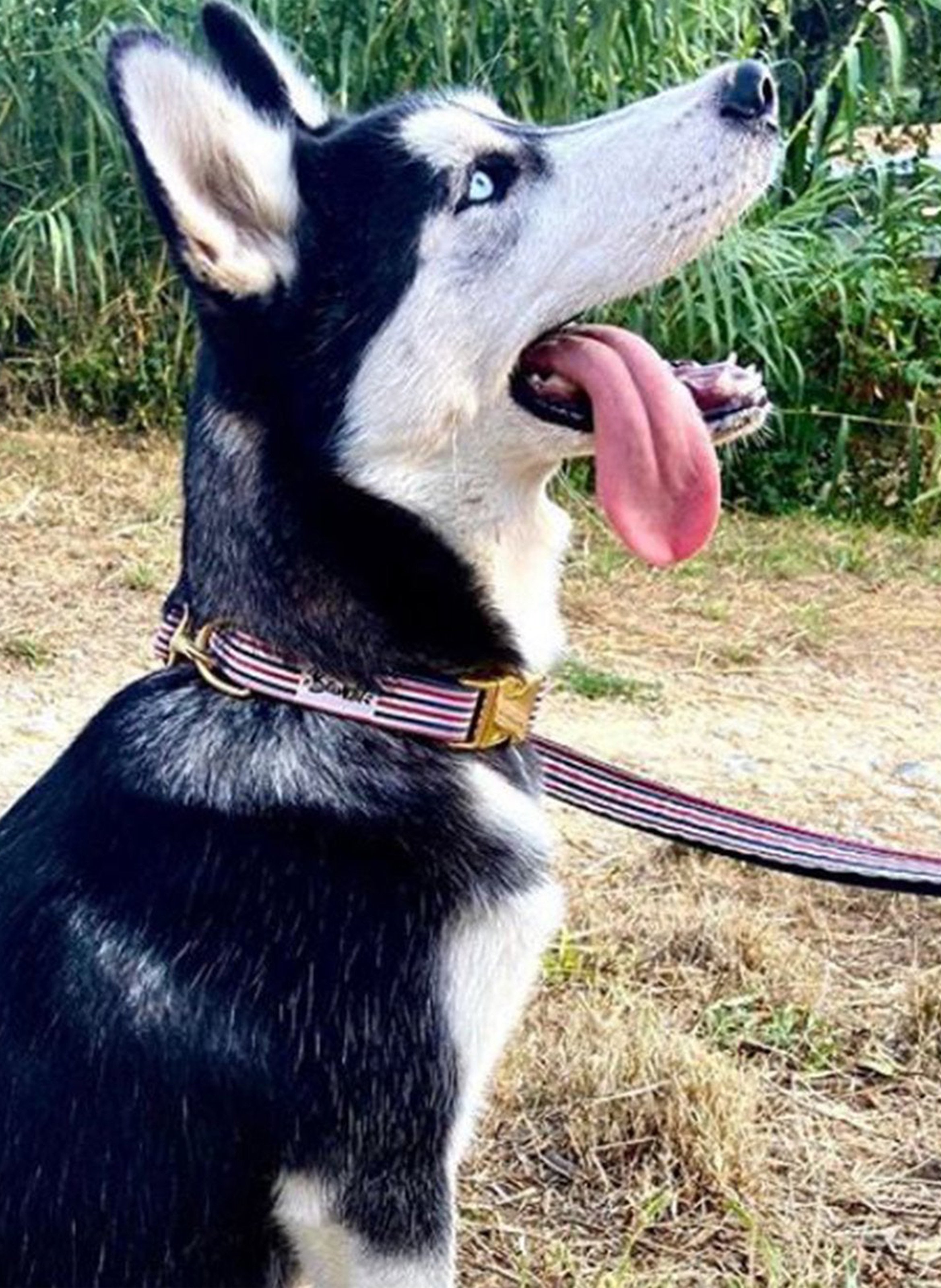 Laisse pour chien à rayures  Bleu